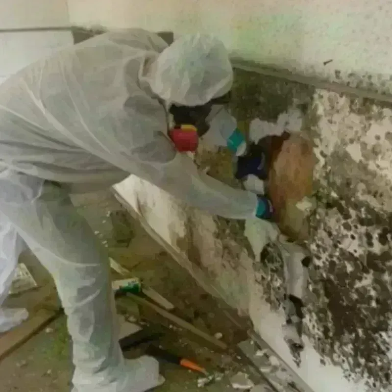 Mold Remediation and Removal in Charlotte County, VA